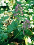 flowers_flowers-4