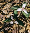 flowers_trillium-3