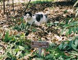 flowers_cat