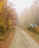 ne-foliage_gravel-road-mist