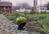 miscellaneous_oliver-flower-garden