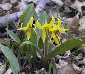 flowers_trout-lillies-1