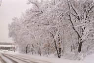 blizzard01_trees-road