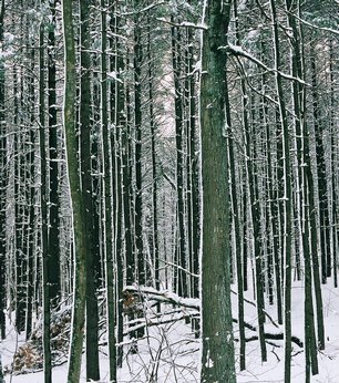 blizzard01_forest-vertical