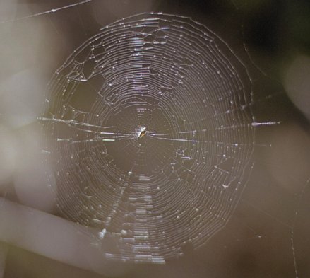 pack-monadnock_spider-web